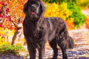 Ньюфаундленд Ньюфаундленд